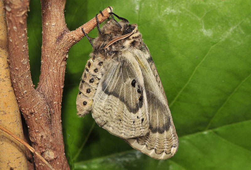 Che sorpresa...Brahmaea (Acanthobrahmaea) europaea